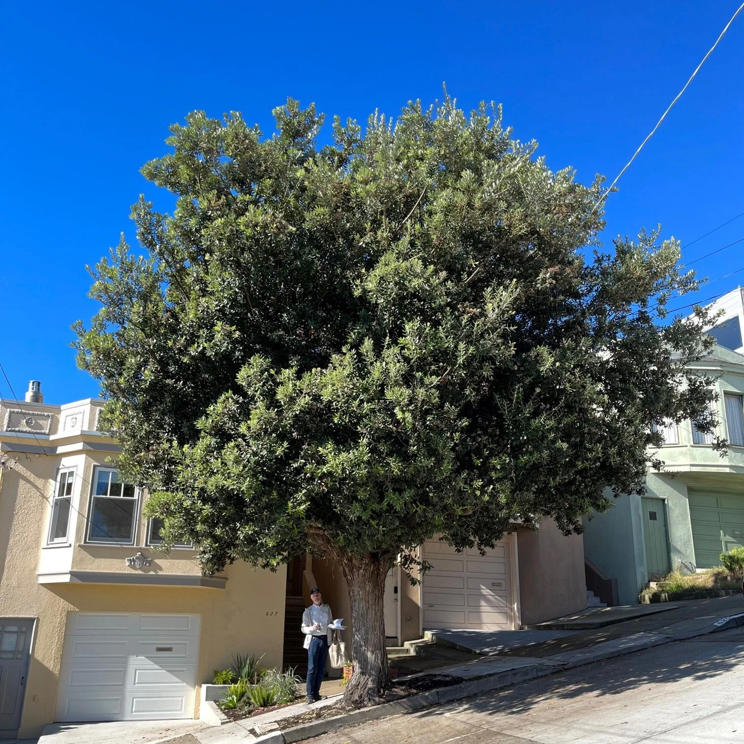 その他 sala tree San Francisco Trees